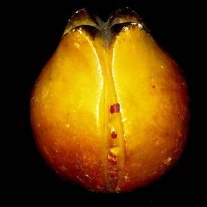 Vintage Italian Alabaster Hand Carved Pomegranate Fruit